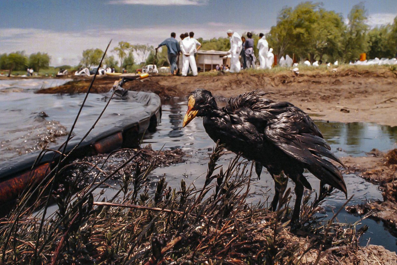 3er Premio — Massobrio Fernando · Derrame Magdalena