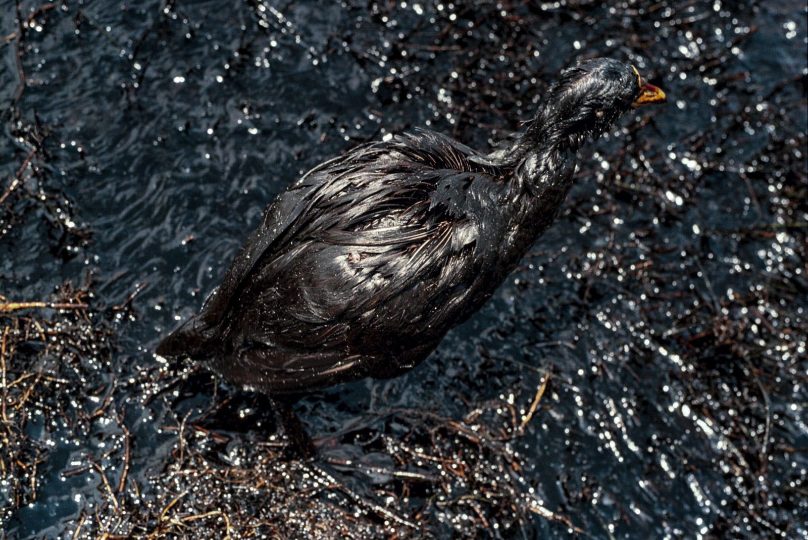 Sebastián Gil Miranda · Aguas Negras